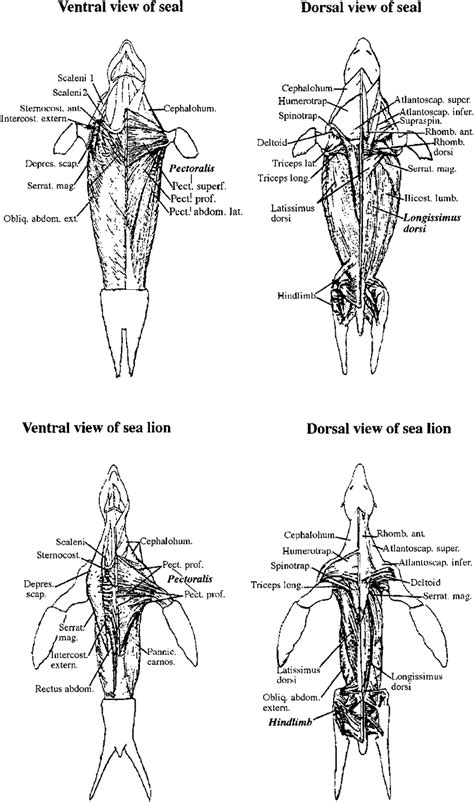 abdominal testes seal lion|Anatomical Dissection: Thorax and Abdomen .